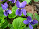 Viola Odorata
